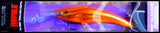 LARGEST RAPALA DEEP TAIL DANCER TDD 13 cm, 42 grams, GF (Goldfish) color